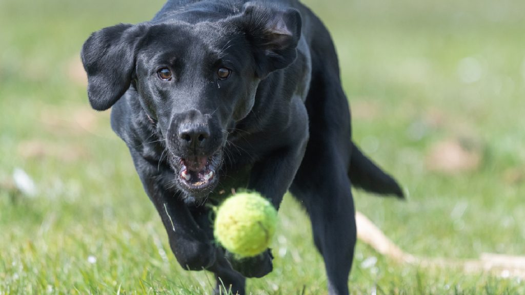 black lab chasing tennis ball